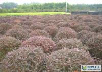 孝感周巷 优质红继木规格齐全，满足多样化绿化需求