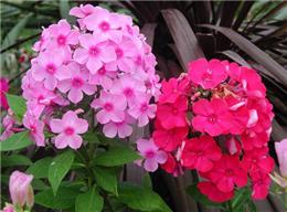 宿根福禄考苗木山东潍坊市场报价及选购指南