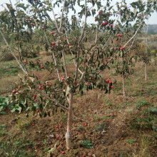 山西运城一卓苗木合作社 专业苗木供应服务商