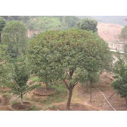 丹桂苗木 批发、供应与厂家选择指南