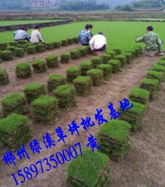湖南马尼拉草坪及22规格绿化草皮价格与苗木选购指南