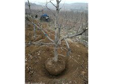 绛县森之泉苗木种植专业合作社产品展示