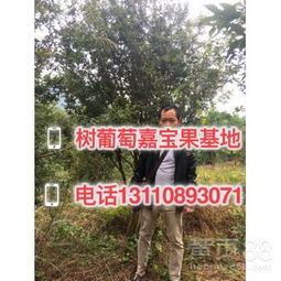 金华苗木 绿色产业的璀璨明珠