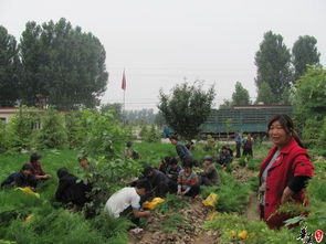 绿化苗木市场概览 营养袋侧柏作为乔木的选择与报价分析