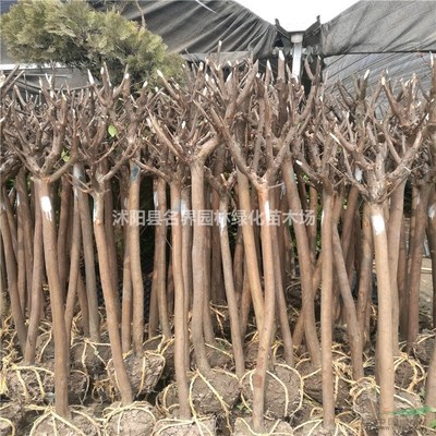 沭阳县广汉园林苗木场 优质苗木的绿色产业基地