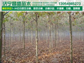 8公分全冠分枝法桐基地价格、厂家信息与苗木图片介绍