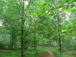 花木社区苗木论坛 产业脉搏与经验荟萃的第二页面