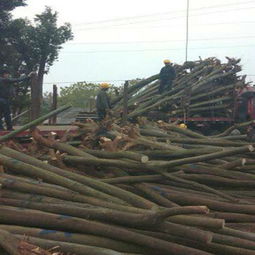 春日植树正当时 选购优质苗木的五大关键注意事项