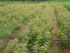 破局与新生 关键之年看黑松、油松、侧柏的市场前景