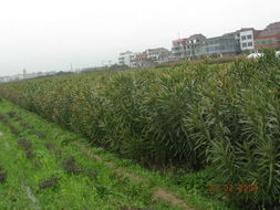 全球花木网 一站式花木产品与苗木图片展示平台