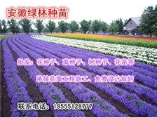 定远县定城镇绿林种子苗木销售中心产品展示