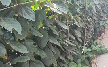 柿树苗木的培育与栽种指南