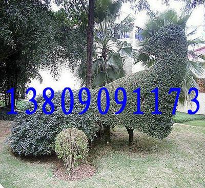 基地直销优良品种香樟 品质、价格与选择的全面指南