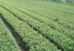 工程绿化优选苗木 金边黄杨的培育与应用