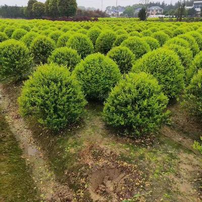 金森汝贞球 湖南苗木基地精品球类批发指南