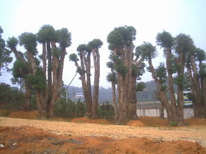百年幽香出深山——探访湖南精品深山含笑苗圃基地与优质供应链