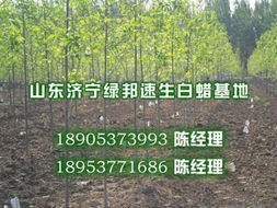 供应衡水速生白蜡树苗 优质厂家在线报价与实拍苗木图片一览