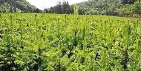 苗木管理八字秘诀 领会便能减少损失