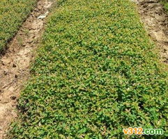 绿化苗木大量供应指南