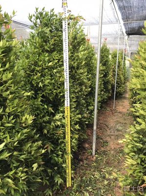 江西绿化苗木之精品 袋苗红车种植与农户合作前景