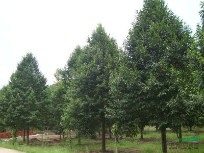 河南苗木花木园林苗圃场的发展与前景