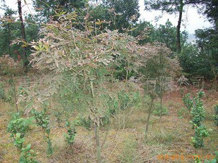 绿化苗木 美化环境与生态建设的重要基石