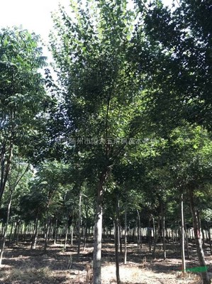 湖北随州市国大五角枫苗木基地 优质苗木的培育与价值