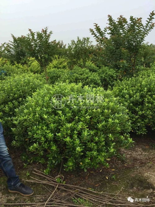 海桐球在园林绿化中的用途