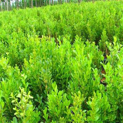 庭院绿化的优秀选择 瓜子黄杨，四季常青的耐寒绿篱植物