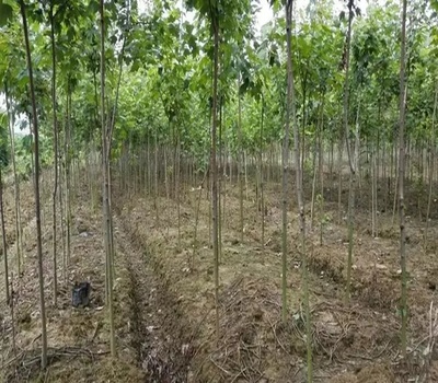 生态苗 苗木产业的新风口与行动指南