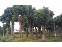 湖南香樟树市场行情分析及工程绿化苗木价格参考（2013年数据）