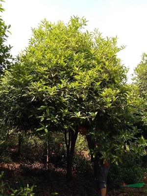 咸宁万桂桂花苗木种植专业合作社 深耕苗木产业，打造桂花之乡