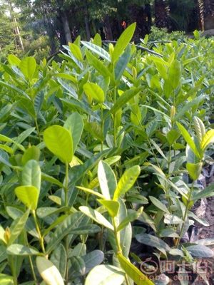 漳州龙船花袋苗 基地直销的优质绿化选择